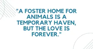 quotes about fostering,fostering quotes,the fosters quotes,quotes from the fosters,cheese fosters home for imaginary friends quotes,cheese quotes fosters,fostering animals quotes,fostering kittens quotes,fosters cheese quotes,fosters home for imaginary friends quotes